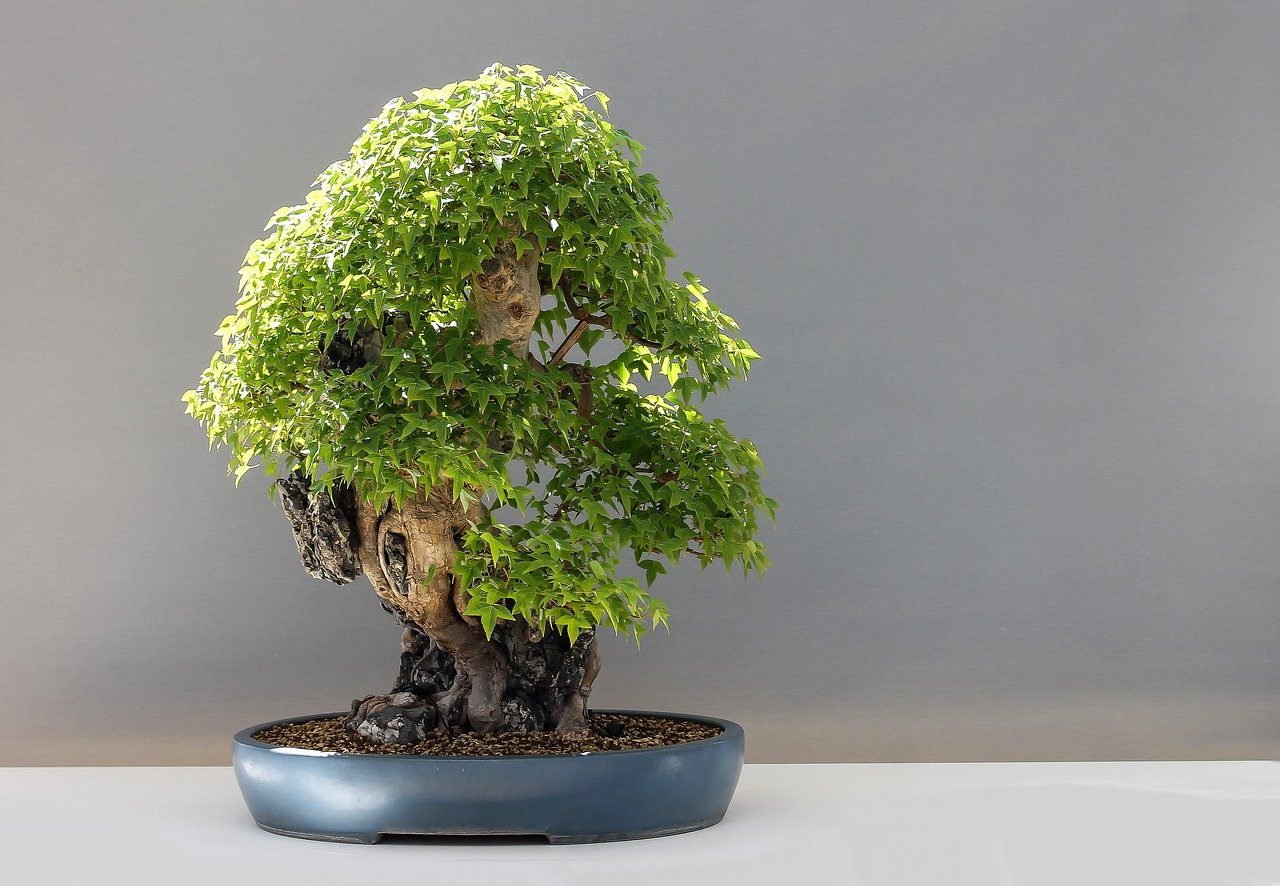 Sztuczne drzewka Bonsai: Jak stały się obowiązkowym wyposażeniem każdego domu